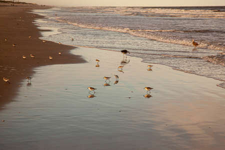 A view of the Atlantic shoreline on the Assateague island at sunset. A group of Semipalmated sandpipers (Calidris pusilla), a near threatened species of shorebirds, are running on wet sand.の写真素材