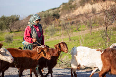 Manisa, Turkey 12/31/2009: A goatherd woman wearing a vest and floral hijab is taking the goat herd to the pasture through a mountain road. (Western Turkey, country side)のeditorial素材
