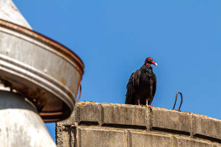 A big Turkey Vulture (Cathartes aura) is perching on the roof of a silo made of stone bricks at an abandoned farmhouse. There are rusty metal elements near where it perched.の写真素材