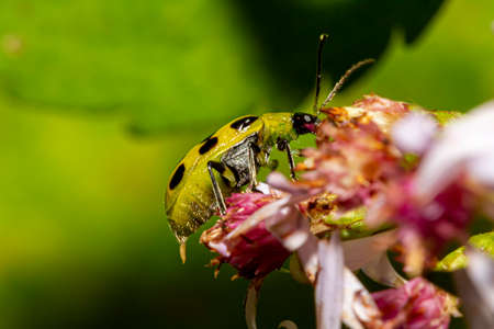 Diabrotica undecimpunctata (southern corn rootworm) a.k.a. spotted cucumber beetle is an...