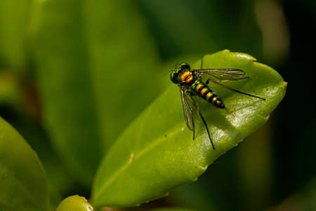 Close up image of a Condylostylus caudatus fly on a leaf. Macro lens image shows the details of the...