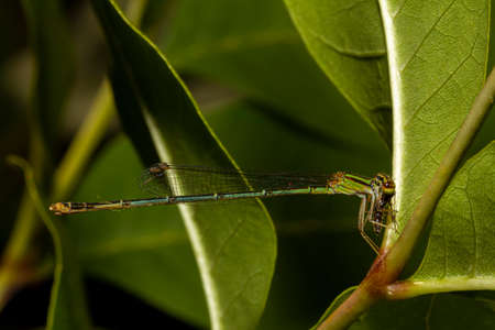 macro image of a Ischnura posita (fragile forktail) a damselfly that measures around 25 mm and is...