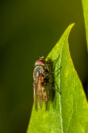 side view macro image of a household fly on a green leaf outside. Image features the details of the...