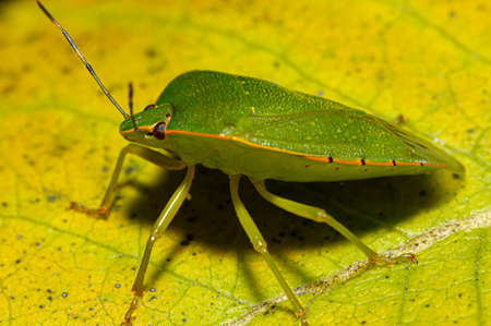 macro image of a southern green stink bug (nezara viridula) on a yellow  leaf at shenandoah national...