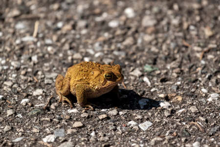 image of an Eastern American toad (anaxyrus americanus americanus) a native amphibian found in...