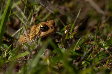 image of an Eastern American toad (anaxyrus americanus americanus) a native amphibian found in...