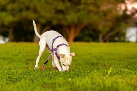 a cute little terrier puppy with white furs and light brown spots is rapidly digging the grass field dislodging a lot of mud and dirt. The curious dog is apparently trying to find something underneathの写真素材