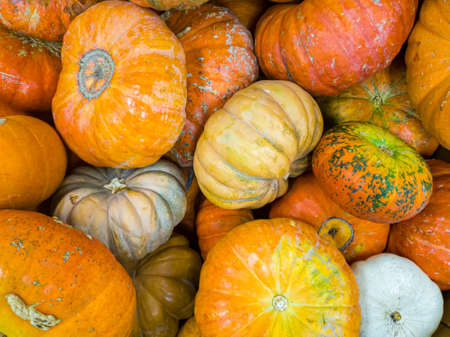 Flay lay image of a large pile of pumpkins and gourds from autumn harvest. A concept image for fall,...