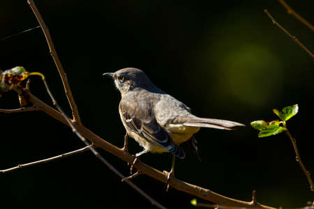 Close up isolated image of a northern mockingbird (Mimus polyglottos) perching on a tree branch....