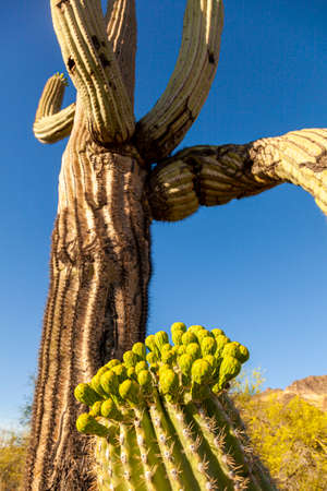 Close up image of endemic Saguaro Cactus (Carnegiea gigantea) Fruits, Sonoran desert, Phoenix Arizona. Image features the succullent body, thorns and the fruits on top. a full size plant is in back.の写真素材
