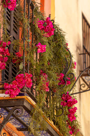 Closeup isolated view of a false balcony with narrow ceramic tile deck and metal railings on a vintage house in Seville, Spain. There is pink Mirabilis jalapa and asparagus plants on the railings.の写真素材