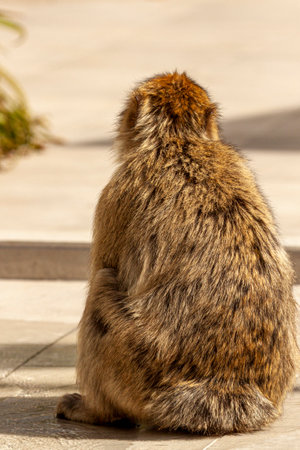 A barbary macaque (Macaca sylvanus) a well known old world monkey sitting on concrete floor near the visitor center of the rock of Gibraltar. These are notorious for scavenging food from touristsの写真素材