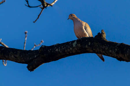 A mourning dove (Zenaida macroura) perching on a tree branch against blue sky. It looks down from the thick wood it perched on. A common game bird in USAの写真素材
