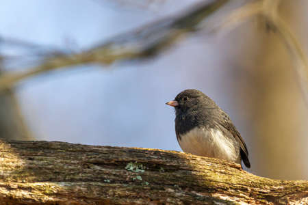 Slate colored Dark Eyed Junco ( Junco hyemalis ) is a passerine bird in north America. This adult male songbird was spotted on a wooden branch in winter in Maryland.の写真素材
