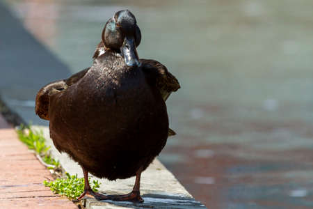 Closeup isolated frontal view of a mallard dabbling duck standing on the edge of sidewalk by a canal in downtown Frederick. Its black plumage is wet and shiny under sunlight. Wildlife in urban conceptの写真素材