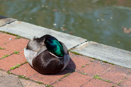 A cute male mallard duck is resting on cobblestone street by a river on a sunny day. It has shiny vibrant plumage and green head. He tucks his had in the feathers as he rests.の写真素材