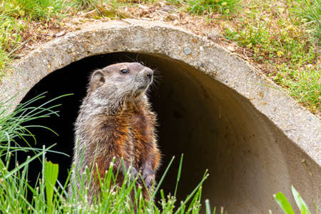 close up isolated image of a groundhog (marmota monax) at the entrance of a concrete rain drain pipe in Maryland, USA. The rodent stands upright on the grass, fully alert checking for danger.の写真素材