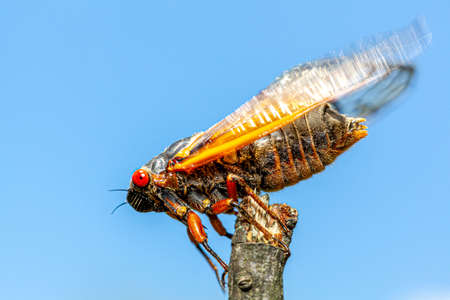 Brood X group of periodical cicadas emerge synchronously every 17 years. This group is known as Great Eastern Broods. Newly emerged adult swinging wing before  flying off a wooden stickの写真素材