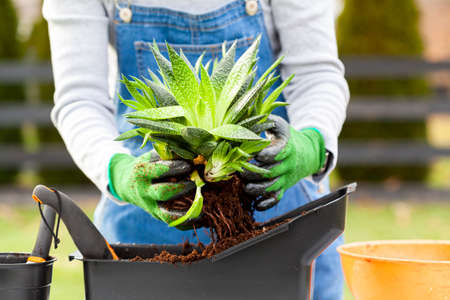A woman gardener wearing overalls is planting new haworthia fasciata houseplants using potting soil, hand shovel and gloves. Hobby, green finger, gardening concepts. Slow motion footageの写真素材