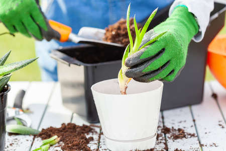 A woman gardener wearing overalls is planting new haworthia fasciata houseplants using potting soil, hand shovel and gloves. Hobby, green finger, gardening concepts. Slow motion footageの写真素材