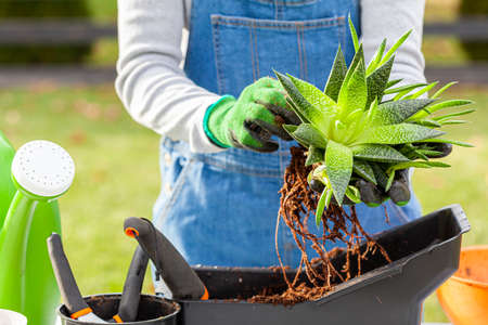 A woman gardener wearing overalls is planting new haworthia fasciata houseplants using potting soil, hand shovel and gloves. Hobby, green finger, gardening concepts. Slow motion footageの写真素材