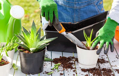 A woman gardener wearing overalls is planting new haworthia fasciata houseplants using potting soil, hand shovel and gloves. Hobby, green finger, gardening concepts. Slow motion footageの写真素材