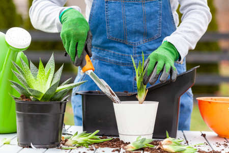 A woman gardener wearing overalls is planting new haworthia fasciata houseplants using potting soil, hand shovel and gloves. Hobby, green finger, gardening concepts.の写真素材