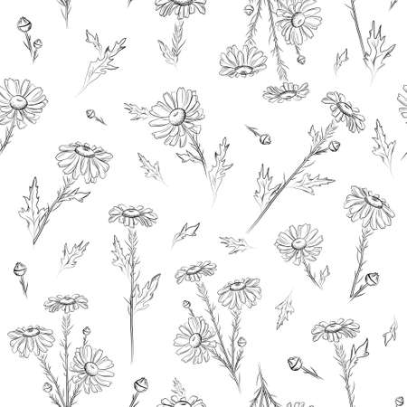 Camomile. Seamless pattern. Hand drawn vector illustration.のイラスト素材