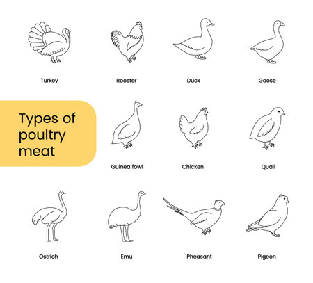 Types of poultry meat, set of linear icons in vector, birds illustration.のイラスト素材