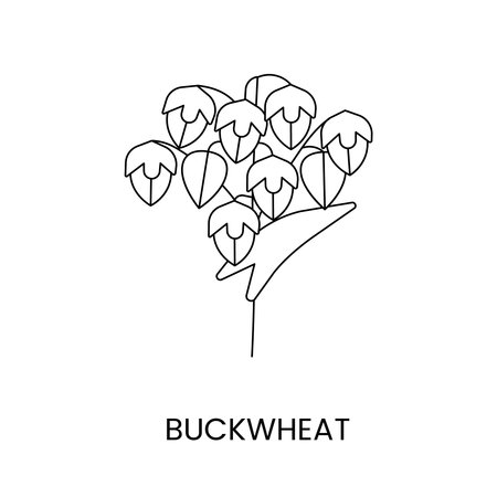 Buckwheat line icon in vector, illustration of a cereal plant.のイラスト素材