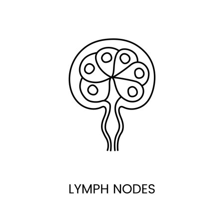 Human lymph node are an anatomical icon line in a vector, an illustration of the surface structures of the human body.のイラスト素材