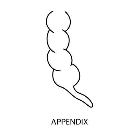 The human appendix is an anatomical icon of a line in a vector, an illustration of an internal organ.のイラスト素材