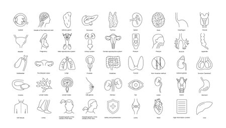 Human organs and ultrasound diagnostics of internal abdominal organs, superficial structures and gynecology, a set of line icons in the vector eyeball, Dopplerography of the head and neck.のイラスト素材