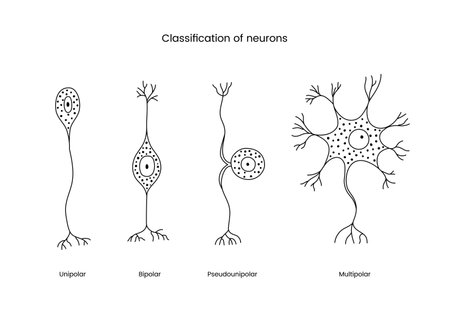 Classification of neurons a set of line icons in a vector, illustrating the types of neurons includes unipolar and bipolar, pseudounipolar and multipolar.のイラスト素材