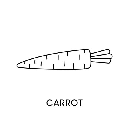 Carrot line icon in vector, vegetable illustration.のイラスト素材