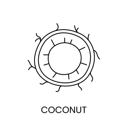 Coconut line icon in vector, nut illustrationのイラスト素材