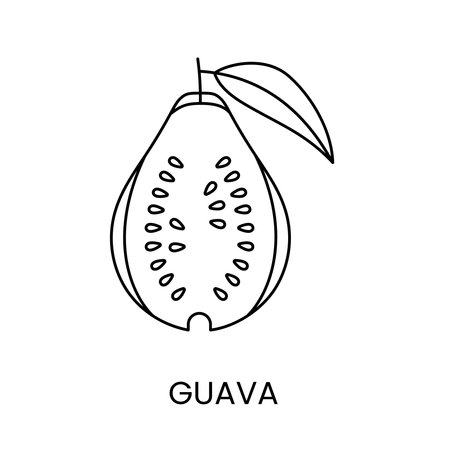 Guava line icon in vector, fruit illustration.のイラスト素材