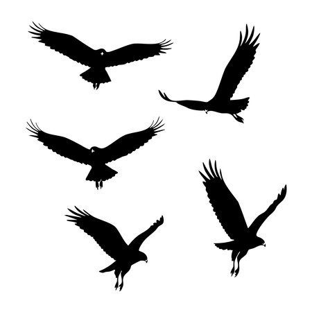 Silhouette set of hawk on white backgroundのイラスト素材