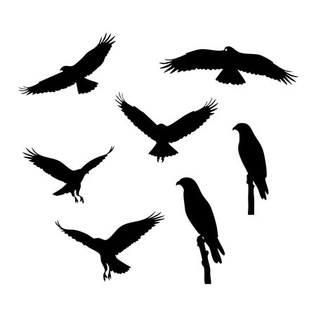 Silhouette set of hawk on white backgroundのイラスト素材