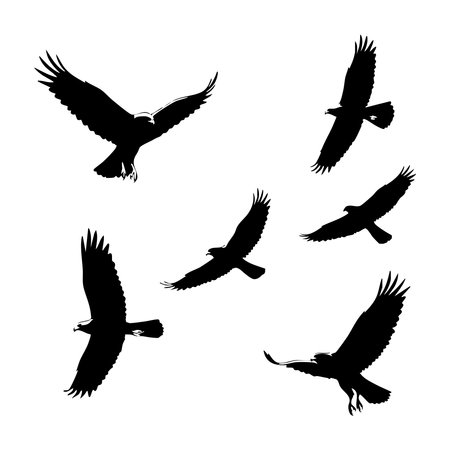 Silhouette set of hawk on white backgroundのイラスト素材