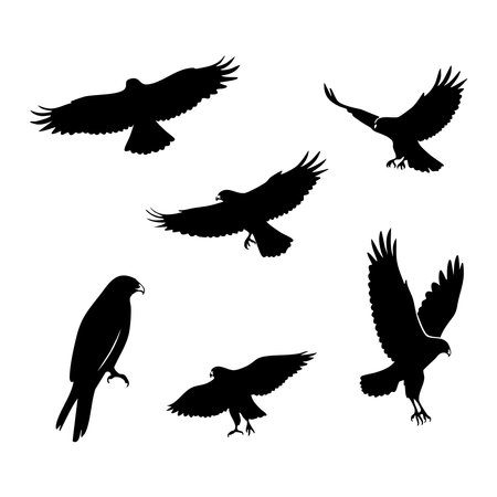 Silhouette set of hawk on white backgroundのイラスト素材