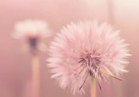 A delicate pink dandelion seed head is in sharp focus, with another blurred in the background, on a soft pink backdrop.の素材