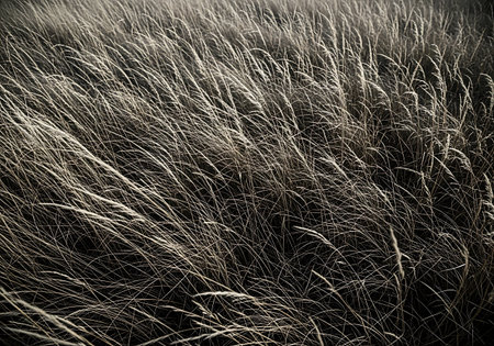 Close-up view of dry, golden grass stalks illuminated by warm sunlight, creating a textured natural background.の素材