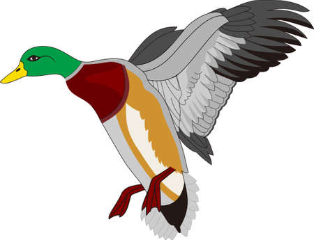 Colorful mallard ducks are a masterpiece of nature.  We love them on throw pillows or all kinds of apparel.のイラスト素材