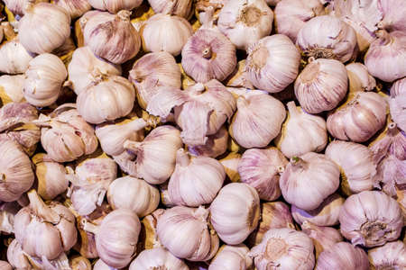 Fresh garlicの写真素材