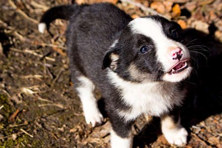 Black and white cute funny puppyの写真素材