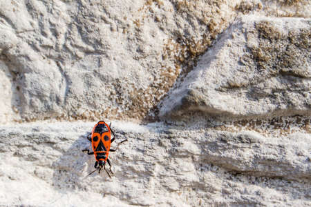 Red beetle crawling on the wallの写真素材