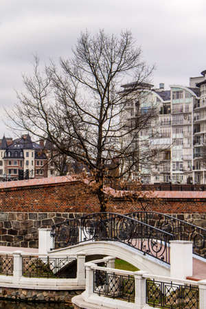 Lonely tree near the bridge in the park