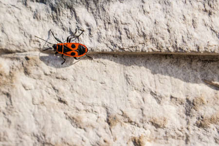 Red beetle crawling on the wallの写真素材