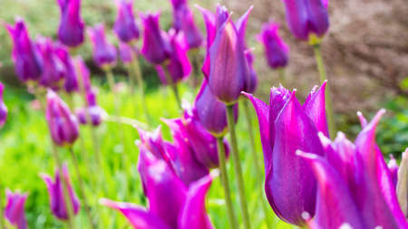 Purple tulips in the gardenの写真素材